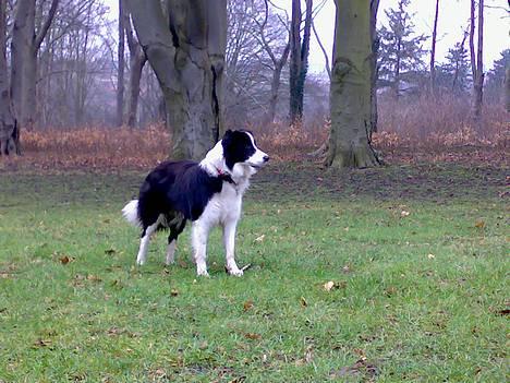 Border collie Ronja - Ronja ud og gå morgentur i skoven! billede 18