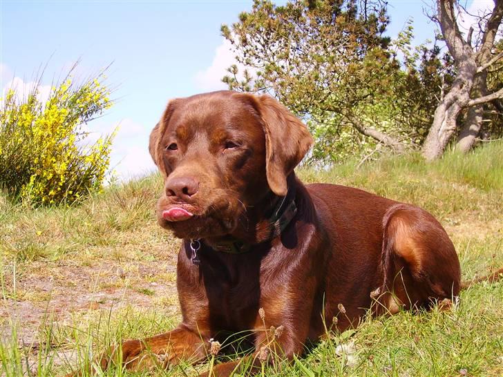 Labrador retriever Mads *død* - mads på gå tur (han har bare noget med den tunge)  billede 15