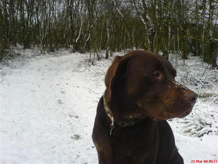 Labrador retriever Mads *død* - mads i sneén billede 16
