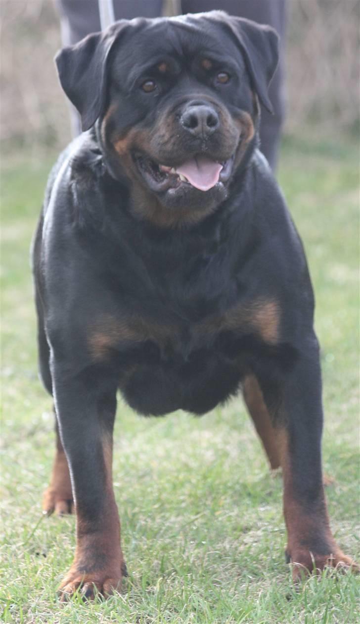 Rottweiler Vom Hause Wenorra Akira - Nyt billede 9