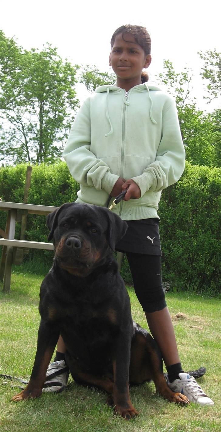 Rottweiler Vom Hause Wenorra Akira - Nulle med min søster Cecilia billede 10