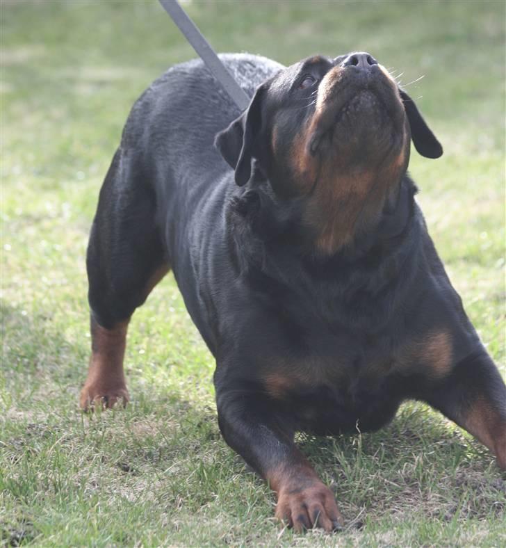 Rottweiler Vom Hause Wenorra Akira - Nyt billede 11