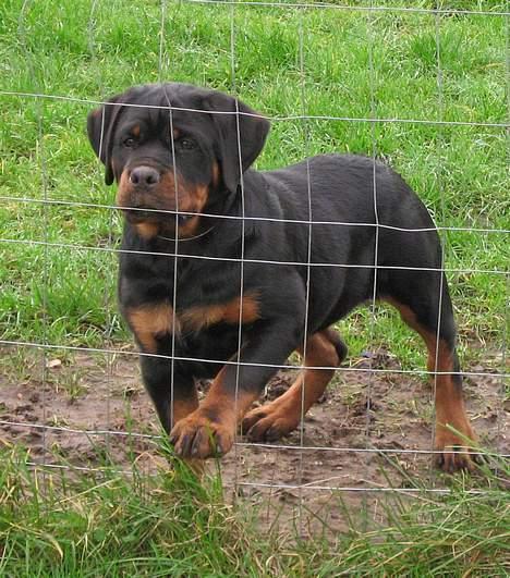 Rottweiler Vom Hause Wenorra Akira - 15 uger billede 12