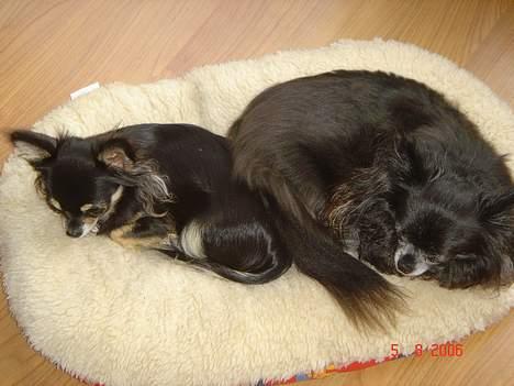 Chihuahua Freja billede 9