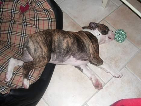 Olde victorian bulldogge Baby billede 12