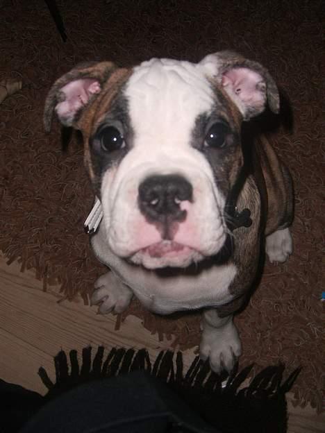 Olde victorian bulldogge Baby billede 13