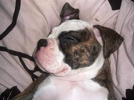 Olde victorian bulldogge Baby billede 14