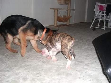Olde victorian bulldogge Baby billede 15