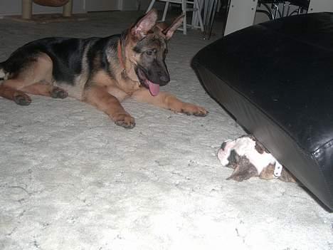 Olde victorian bulldogge Baby billede 16