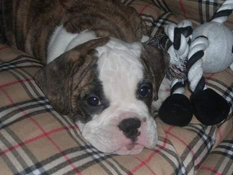Olde victorian bulldogge Baby billede 17