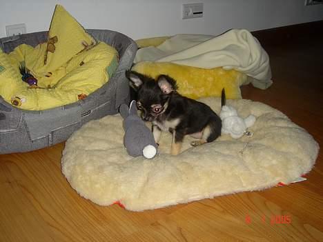 Chihuahua Freja billede 10