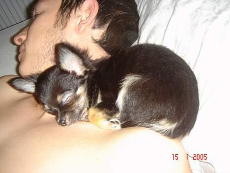 Chihuahua Freja billede 11