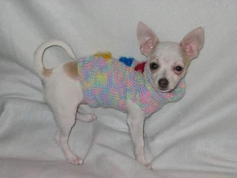 Chihuahua Barbie-Chanel - Mormor´s hjemmestrikkede bluse... billede 14