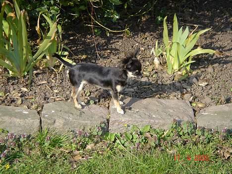 Chihuahua Freja billede 12