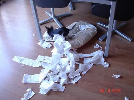 Chihuahua Freja billede 13