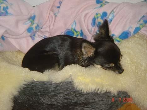 Chihuahua Freja billede 14