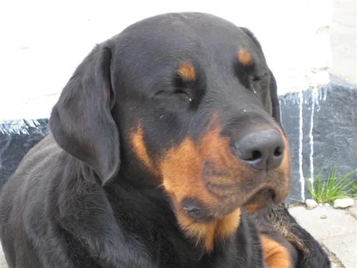 Rottweiler Ascha RIP billede 14