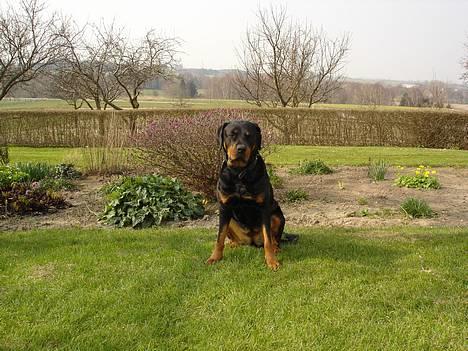 Rottweiler Ascha RIP billede 15