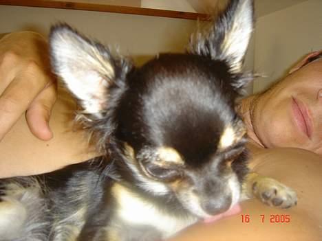 Chihuahua Freja billede 15