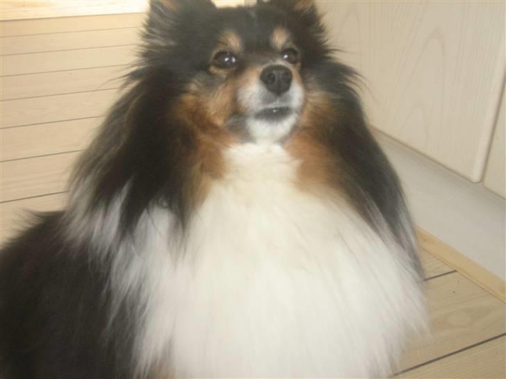 Shetland sheepdog Frida *død* - Hvem mig ? NEJ! billede 1