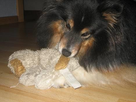 Shetland sheepdog Frida *død* - Grrr . JEG HAR DEN! billede 2