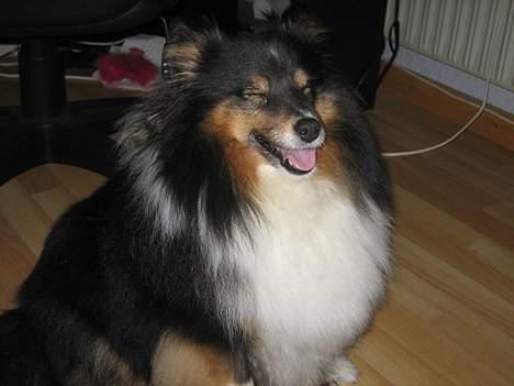 Shetland sheepdog Frida *død* - Uh! det kom så pludseligt.? billede 3