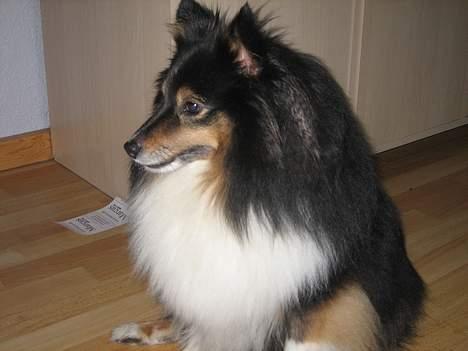 Shetland sheepdog Frida *død* - Årh! så du det ? .. billede 4