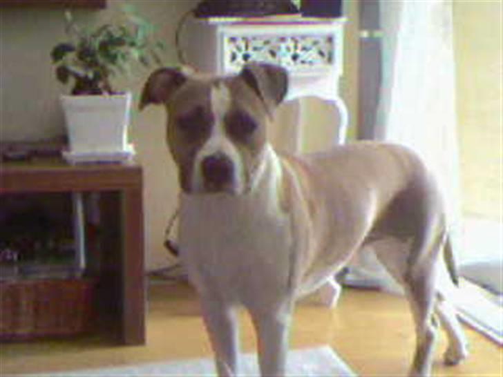 Amerikansk staffordshire terrier Freja - ser så stolt ud:)(12 måneder) billede 1