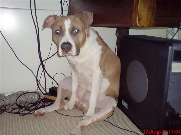 Amerikansk staffordshire terrier Freja - Hæ hæ billede 2