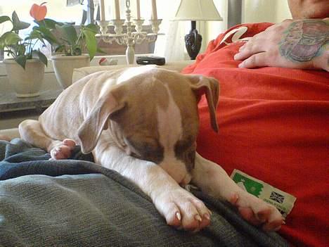 Amerikansk staffordshire terrier Freja - ligger hos Sinus(10 uger) billede 3