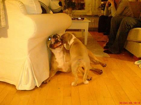 Amerikansk staffordshire terrier Freja - Leger med Shar(3 måneder) billede 4