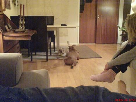 Amerikansk staffordshire terrier Freja - Freja & Shar(3 måneder) billede 5