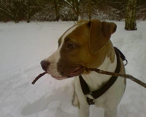 Amerikansk staffordshire terrier Freja - i skoven i snevejr(5 måneder) billede 6
