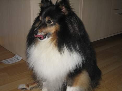 Shetland sheepdog Frida *død* - Mhmm .? skal det nu os bare ha´ lov at være der ? billede 5