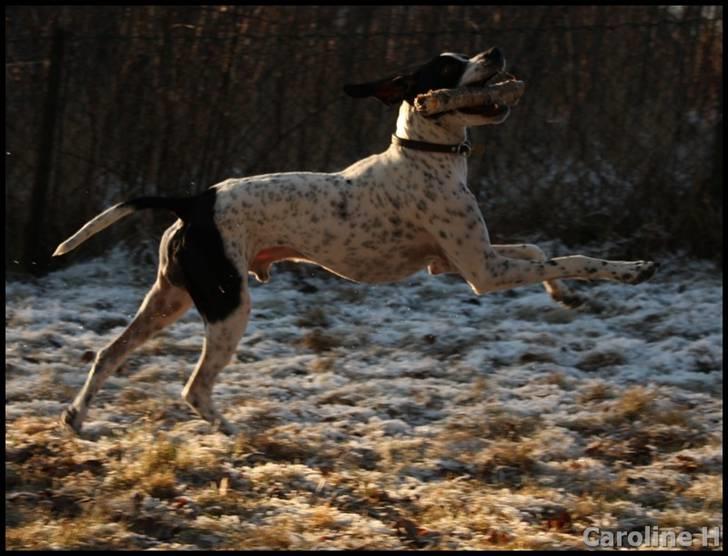 Pointer Emil - Oppdatert: jan09 billede 2