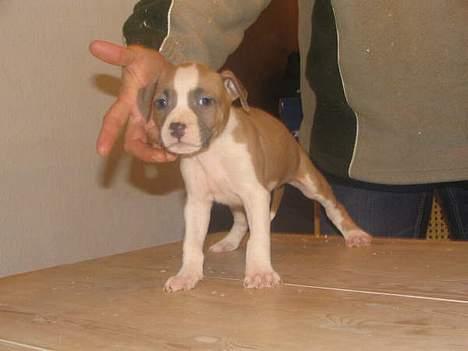 Amerikansk staffordshire terrier Freja - 6 uger gammel billede 7