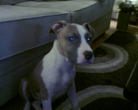 Amerikansk staffordshire terrier Freja - sidder og stirrer(5 måneder) billede 8