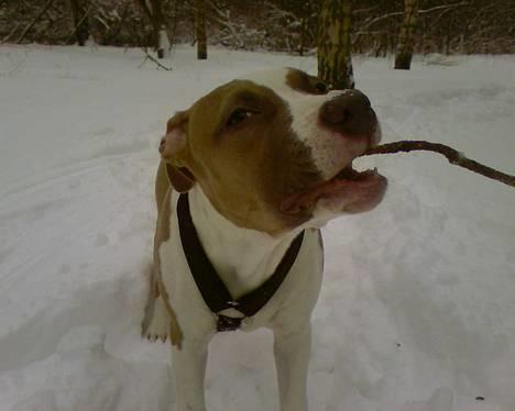 Amerikansk staffordshire terrier Freja - en go tur i skoven(5 måneder) billede 9