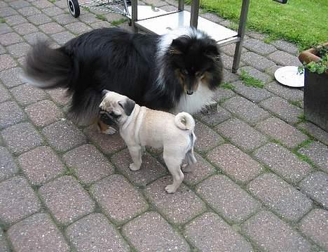 Shetland sheepdog Frida *død* - Min niece & mig hygger os :D billede 6