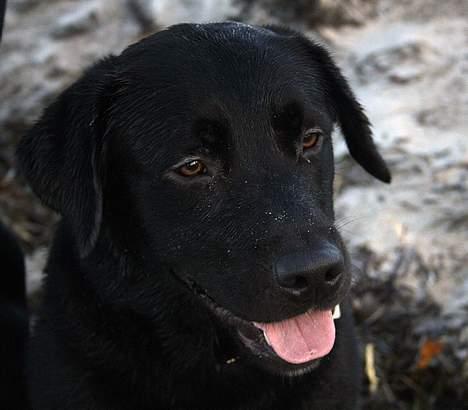 Labrador retriever Bertil billede 9