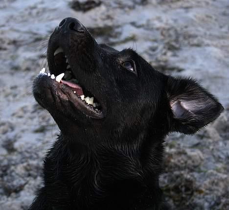 Labrador retriever Bertil billede 10