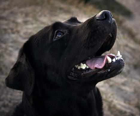 Labrador retriever Bertil billede 11