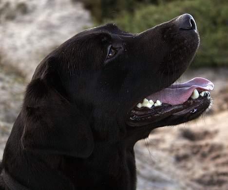 Labrador retriever Bertil billede 12