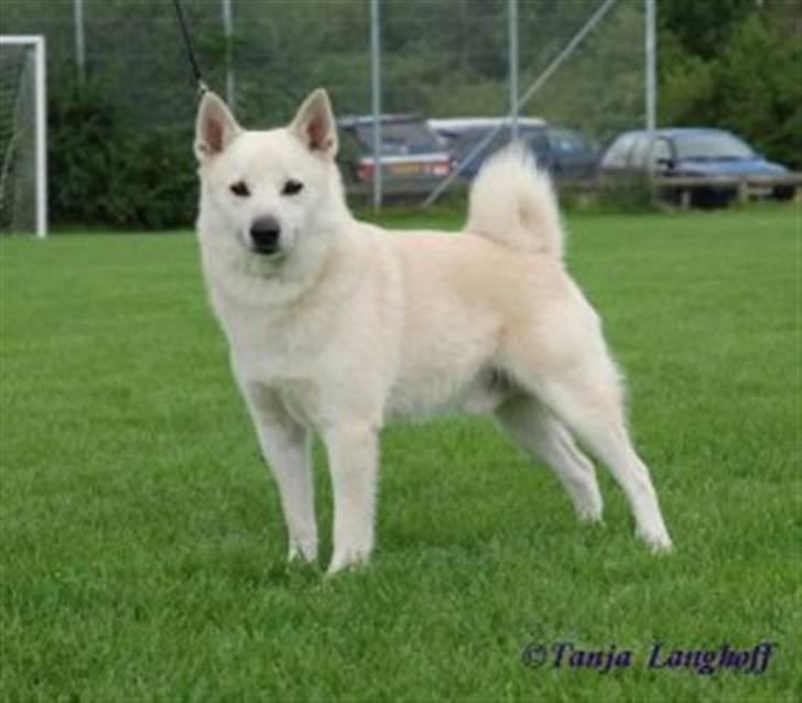 Norsk buhund Chavez (2001-2012) - "Så flot kan jeg stå, når der er nogen, der driller mig med et pivedyr" billede 1