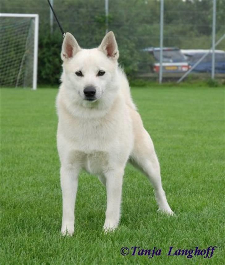 Norsk buhund Chavez (2001-2012) - "Er det sådan en Champion ser ud?" billede 2