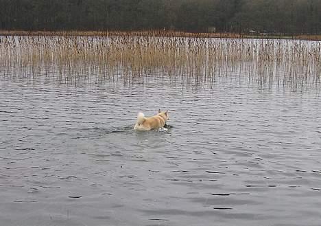 Norsk buhund Chavez (2001-2012) - "Jubii, jeg fik lov til at komme i vandet" billede 3