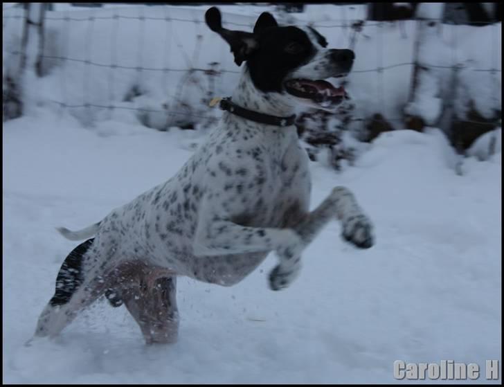 Pointer Emil - Oppdatert: jan09 billede 10