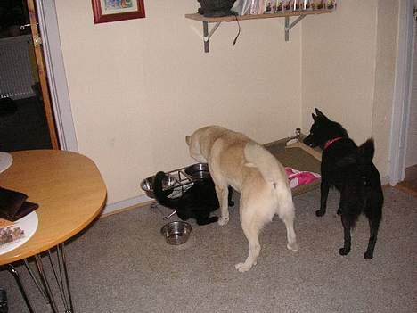 Norsk buhund Chavez (2001-2012) - "Katte er vildt sjove. Nogen gange lykkes det at fange dem" billede 4