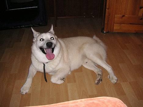 Norsk buhund Chavez (2001-2012) - "Jeg er lidt forpustet efter at have jagtet damer" billede 5