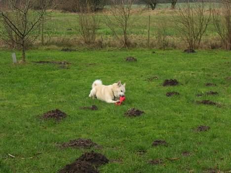 Norsk buhund Chavez (2001-2012) - "Hvordan får man noget ud af den her?" billede 6